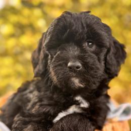Boy 3 - Black male Goldendoodle puppy in Vacaville, California from Starlight Goldendoodles