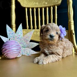 Aurora - Red  female Goldendoodle puppy in Adolphus, Kentucky from Deerly Poodles