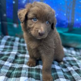 Kindle - Red Collar - Red tri-color female Australian Shepherd puppy in San Marcos, California from Faith Family Freedom Farm