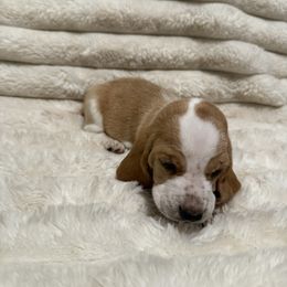 Basset Hound Puppies from CK Beagles & Bassets