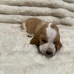 Basset Hound Puppies from CK Beagles & Bassets