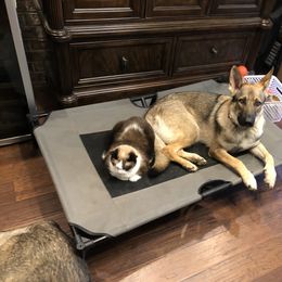 German Shepherd All Grown Up from A2 German Shepherd Dogs