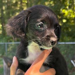 Rey - male Yorkipoo puppy in Chattanooga, Tennessee from Joy-Fur Puppies