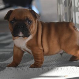 French Bulldogs and Labrador Retrievers from Spencer's LuvaBulls and English Labs