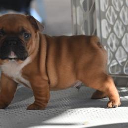 French Bulldogs and Labrador Retrievers from Spencer's LuvaBulls and English Labs
