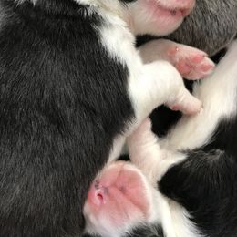 Border Collie Puppies from Astoria Canines