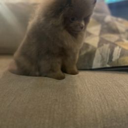 King - Pomeranian
