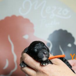 Yam - Black female Poodle puppy in Spring Branch, Texas from Mezzo Poodles