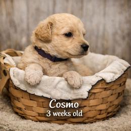 Cosmo - Apricot male Goldendoodle puppy in Hendersonville, Tennessee from Ben's Best Buddy Goldendoodles