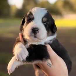 Solo AKC - Black tri-color male Australian Shepherd puppy in Polk City, Florida from Skaky Shepherds