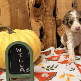Willa - Blue merle female Aussiedoodle puppy in Lavonia, Georgia from H & A Kennels