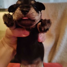 Girl 1 - Black and silver Miniature Schnauzer puppy in Blackville, South Carolina from KS Kennels