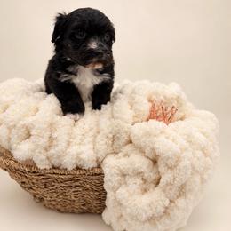 Brew - Black male Morkie puppy in Dallas, Texas from Copper Crown Canines