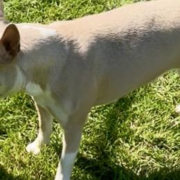 Hazel - Boston Terrier
