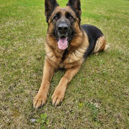 Queen - German Shepherd