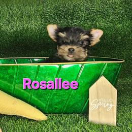 Rosalee - Black and tan female Yorkshire Terrier puppy in Denver, Colorado from Totty's Tiny Paws