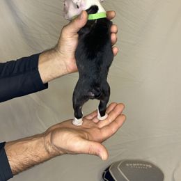 French Bulldog Puppies from For The Love of Frenchies