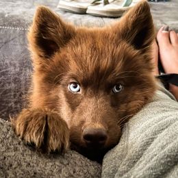 German Shepherd and Siberian Husky Puppies from Rose Trail Siberian’s