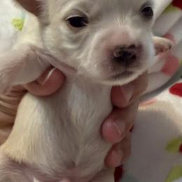 Gem - Cream and white male Chihuahua puppy in Amity, Pennsylvania from Rhoda and Verna