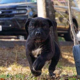 So-Mi aka Purple Collar - Black female Cane Corso puppy in Houston, Texas from Zenith Cane Corso
