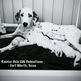 Dalmatian Puppies from Rainier DALS LUA Dalmatians