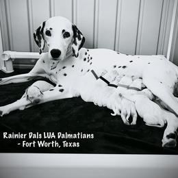 Dalmatian Puppies from Rainier DALS LUA Dalmatians