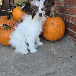 Daisy Long Star Angel - White and chocolate female Chinese Crested puppy in Amarillo, Texas from Victoria's Chinese Cresteds Long Star Angels