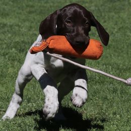 German Shorthaired Pointer Puppies from Wooldridge Kennels