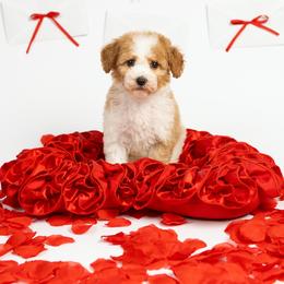 Princess - Parti female Poodle puppy in Los Angeles, California from Exquisite Doodles
