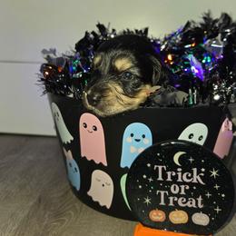 Black and cream male - Black and cream male Dachshund puppy in Fulton, Missouri from New Hope Dachshund Puppies