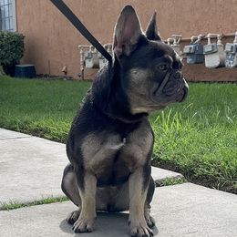 Amiri - French Bulldog