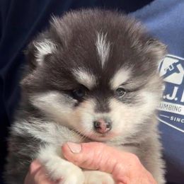 Pumpkin - Gray and white female Pomsky puppy in Spring Hill, Florida from PDQ Pomskies