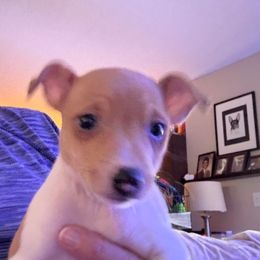 Ginny pup 1-A - White and tan male Toy Fox Terrier puppy in Clermont, Florida from Debbie Hiles's Toy Fox Terriers