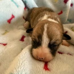 Juno 1 - White and red male Pembroke Welsh Corgi puppy in Jenkinsburg, Georgia from Red Elephant Farms