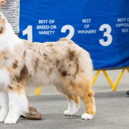 Leona - Australian Shepherd