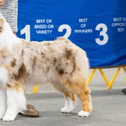 Leona - Australian Shepherd