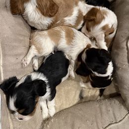 Blen girl - Blenheim female Cavalier King Charles Spaniel puppy in Clintonville, Wisconsin from Whispering Meadows Performances Horses and Cavalier King Charles Spaniels