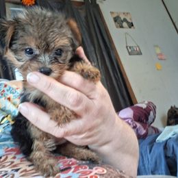 Genesis - Black and tan female Yorkshire Terrier puppy in Jacksonville, Arkansas from Royal Yorkie Terrier