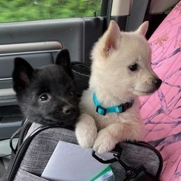 Schipperkes from Lost Prairie Puppies