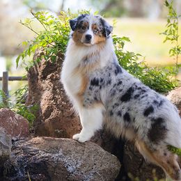 Australian Shepherds and Shetland Sheepdogs from Highland Shelties & Aussies
