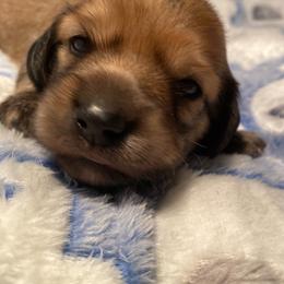 Teal Collar Male - Cream male Dachshund puppy in Madison, Indiana from Jensen Dobermans and Dachshunds