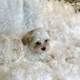 Elio - Piebald male Morkie puppy in Bennettsville, South Carolina from Cottonwood Maltese