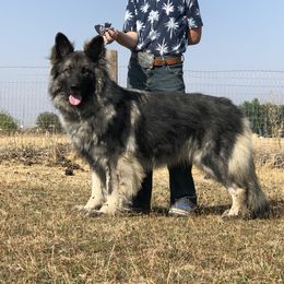 Jet - German Shepherd