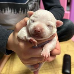 Girl 3 - Cream female Chihuahua puppy in Matensdale, Iowa from Tammy's Chihuahuas