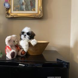 Boy 4 - Liver and white male Shih Tzu puppy in Troy, Michigan from "Shihtzu Best Friend"