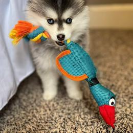 Pomsky Puppies from SZ Rolling Acres LLC