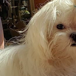 Maltese from Donna's Maltese