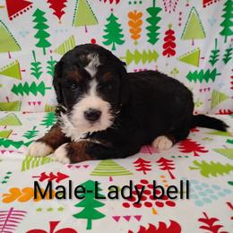 Rolex - Tri-color male Bernedoodle puppy in Arabi, Georgia from Huckadoodle Farm