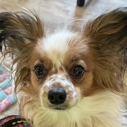 Rosie - Papillon