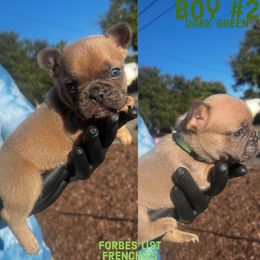 Dark Green boy #2 - Blue fawn French Bulldog puppy in San Diego, California from Forbes List Frenchies